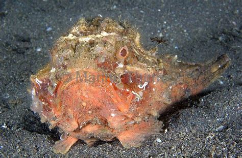 Pitted stonefish .